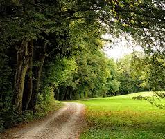 Forest Ecology - B.Sc Forestry Fourth Semester Question Paper (Back Paper) 2075 Baishakh