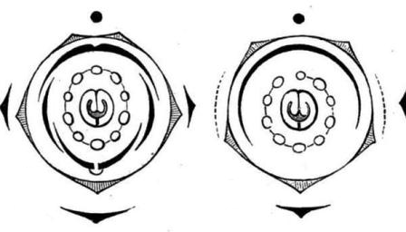 Floral diagram of Liguminosae