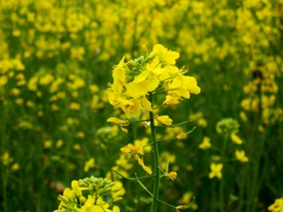 Family Cruciferae - Description in Semi-Technical Terms