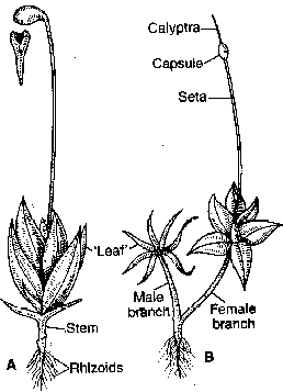 funaria structures