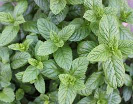 Medicinal and Aromatic Plants - B.Sc Forestry 4th Sem (Back) Question Paper 2075 Baishakh