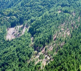 Forest Management - B.Sc Forestry Fourth Semester Question Paper 2072 Jesth