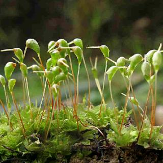 Bryophyta: Funaria - External, Internal Structure and Reproduction