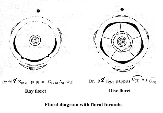 floral formula and diagram of Compositae