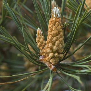 Pinus pinaceae - Habitat, Morphology and Reproductive Structure