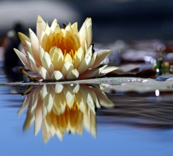 Introduction to Reflection | Physics Grade XI Reference Note
