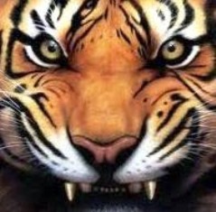The Tiger