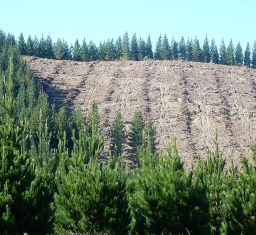 Forest Management - Reference Notes, Question Papers