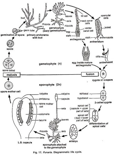 reproduction of funaria