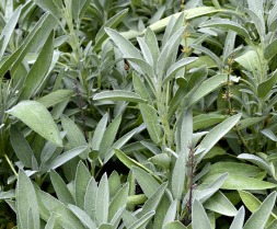Medicinal and Aromatic Plants - B.Sc Forestry 4th Sem Question Paper 2076 Jesth