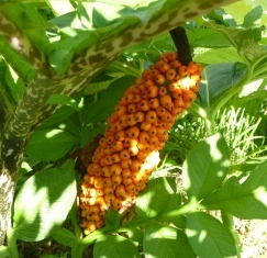 Medicinal and Aromatic Plants - Reference Notes, Question Papers
