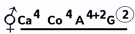 Floral formula of Cruciferae