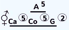 Floral formula of Solanaceae