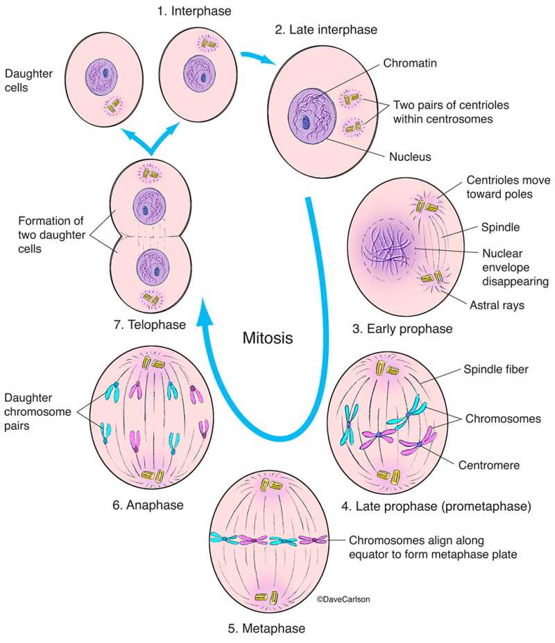 mitosis cell division