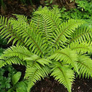 Fern (Dryopteris) - Habitat, Structure and Reproduction