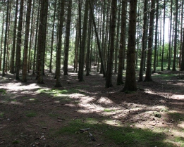 Forest Ecology - B.Sc Forestry Fourth Semester Question Paper 2074 Ashadh