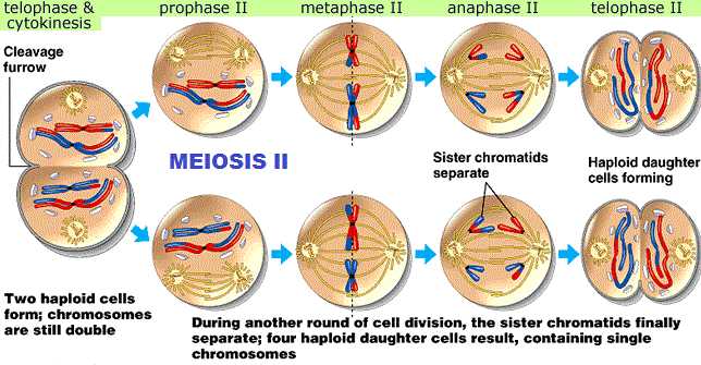 meiosis ii