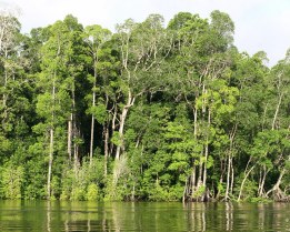 Back Question Paper 2075 Baishakh - Forest Management, B.Sc Forestry Fourth Semester
