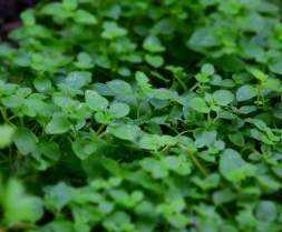 Medicinal and Aromatic Plants - B.Sc Forestry 4th Sem Question Paper 2074 Ashadh