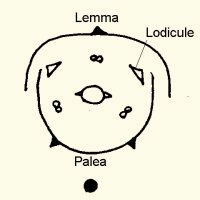 Floral diagram of Graminae (Poaceae)
