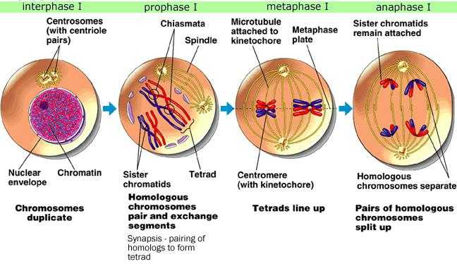 Meiosis I