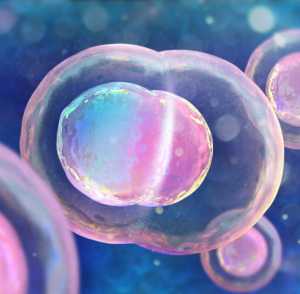 Mitosis and Meiosis Cell Division - Cell Biology | Grade XI