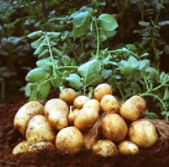 Family Solanaceae - Description in Semi-Technical Terms