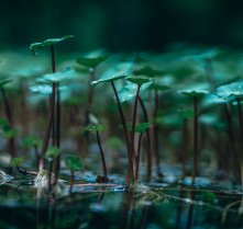 Biology - Grade XII Question Paper 2076 (2019)