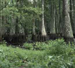Forest Hydrology - B.Sc Forestry Fourth Semester Question Paper 2074 Jesth