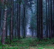 Bachelor of Science (B.Sc) in Forestry - Syllabus, Reference Notes, Question Papers, Notices