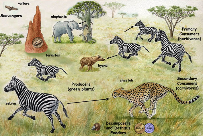 grass land ecosystem