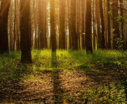 Forest Ecology - B.Sc Forestry Fourth Semester Question Paper 2075 Jesth