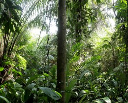 Old Question Paper 2073 Ashadh - Forest Management, B.Sc Forestry Fourth Semester