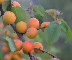 Agroforestry Systems and Management - B.Sc Forestry Fourth Semester Question Paper 2074 Jesth