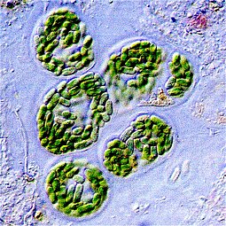 Cyanobacteria: General Characters, Reproduction and Economic importance