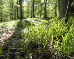 Forest Ecology - B.Sc Forestry Fourth Semester Question Paper 2073 Ashadh