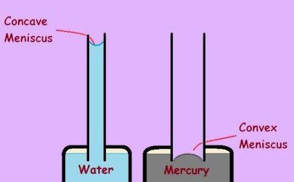 Capillary Action in Water and Mercury
