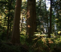 B.Sc Forestry - Fourth Semester | Question Papers, Reference Notes, Syllabus, Notices