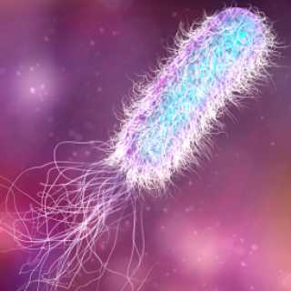 Bacteria: Morphology, Cell Structure, Reproduction and Economic Importance