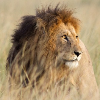 The Lion’s Hair - Summary | Write to be Read