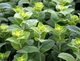 Medicinal and Aromatic Plants - B.Sc Forestry 4th Sem Question Paper 2073 Ashadh