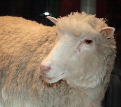 First Successfully Cloned Mammal Dolly the Sheep First Successfully Cloned Mammal Dolly the Sheep