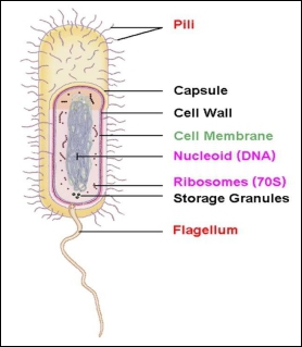cell structure of bacteria