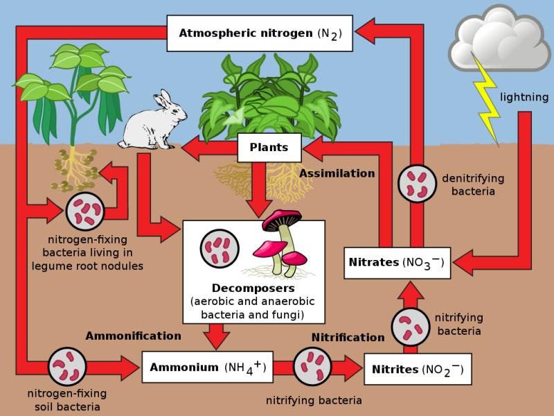 nitrogen cycle