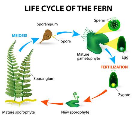 life cycle of fern